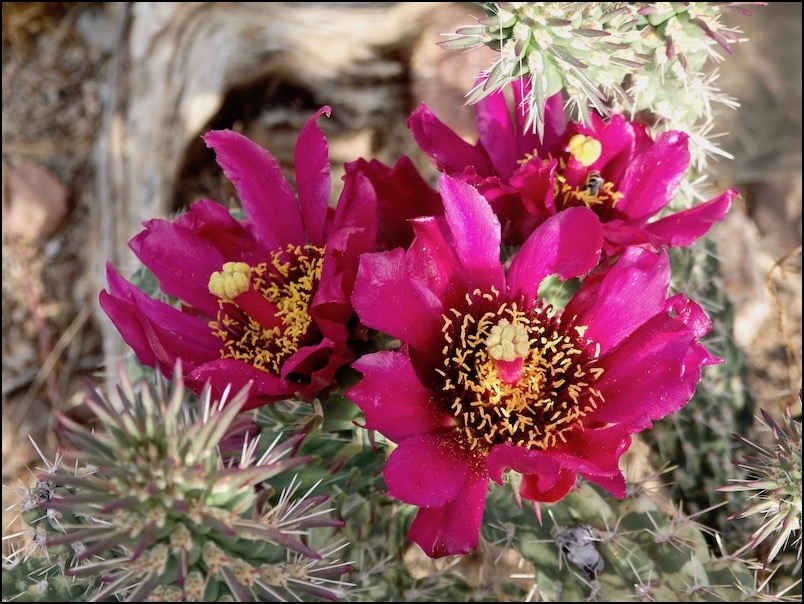 Cholla cactus flowers - deep pink